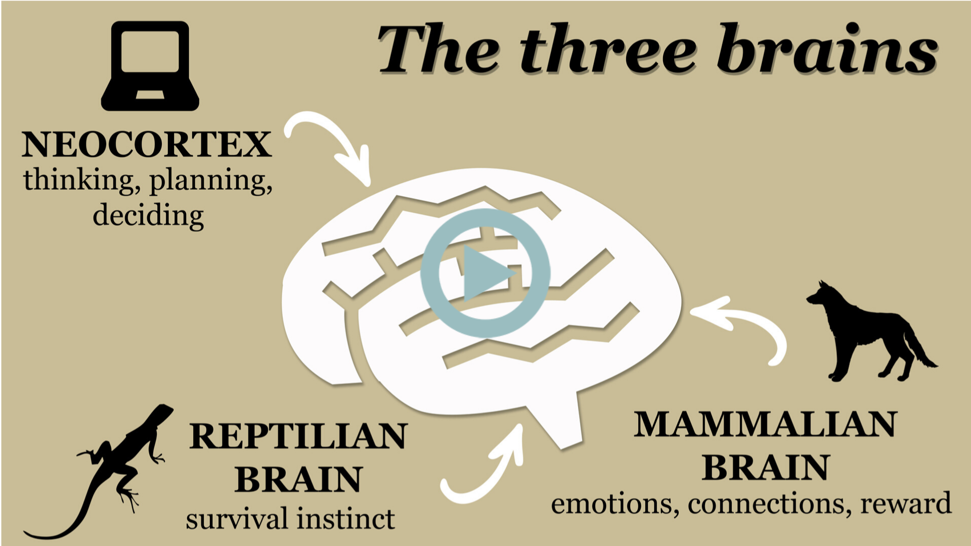 Imago conflits,conflit-couple,difficultés-couple,communication-couple,fonctionnement-cerveau,gestion-des-émotions,émotions